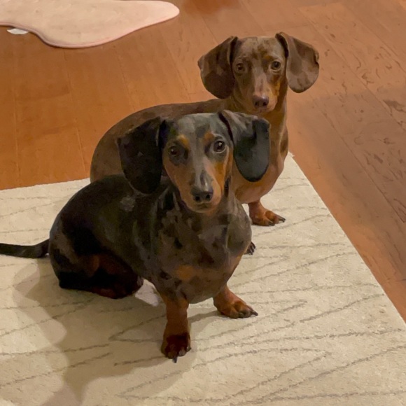 Meet your Posher, Meggie - Picture 2 of 7